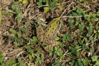 Pelophylax kl. esculentus