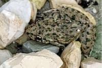 Pelodytes punctatus