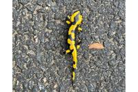 Salamandra salamandra