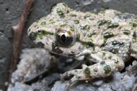 Pelodytes punctatus