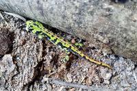 Triturus marmoratus