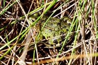 Pelophylax