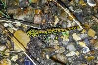 Triturus marmoratus