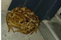 Bufo spinosus