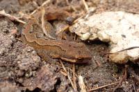 Lissotriton helveticus