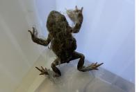 Bufo spinosus