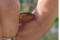 Lissotriton vulgaris
