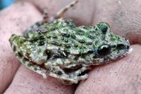Pelodytes punctatus