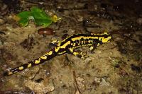 Salamandra salamandra