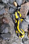 Salamandra salamandra