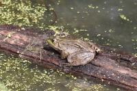 Pelophylax