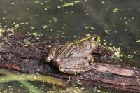 Pelophylax