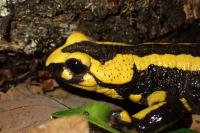 Salamandra salamandra