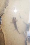 Salamandra salamandra