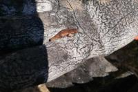 Lissotriton helveticus