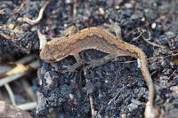 Lissotriton helveticus