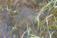 Rana dalmatina