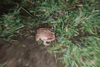 Rana dalmatina
