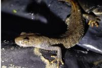 Triturus cristatus