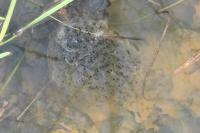 Rana dalmatina