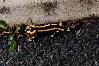 Salamandra salamandra