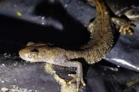 Triturus cristatus