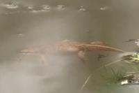 Lissotriton helveticus