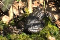 Pelophylax kl. esculentus