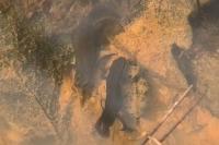 Lissotriton helveticus