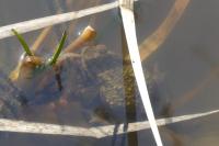 Bufo