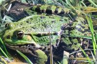 Pelophylax