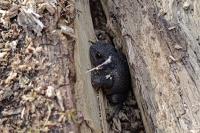 Bufo
