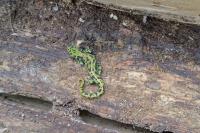 Triturus marmoratus