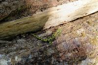 Triturus marmoratus