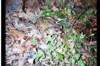 Bufo