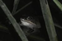 Rana dalmatina