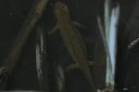 Lissotriton helveticus