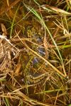 Triturus marmoratus