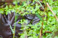 Pelophylax
