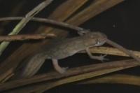 Lissotriton helveticus