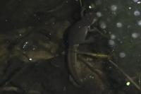Lissotriton helveticus