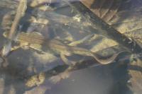 Lissotriton helveticus