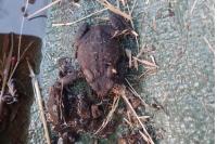 Bufo