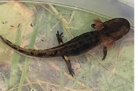 Salamandra salamandra