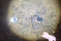 Salamandra salamandra