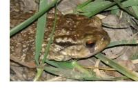 Bufo