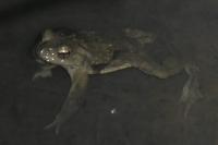 Bufo