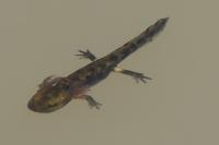 Salamandra salamandra
