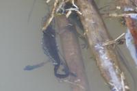 Lissotriton helveticus