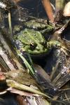 Pelophylax